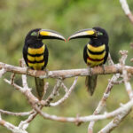 Arasari bifajeado. Créditos: Humberto Castillo.