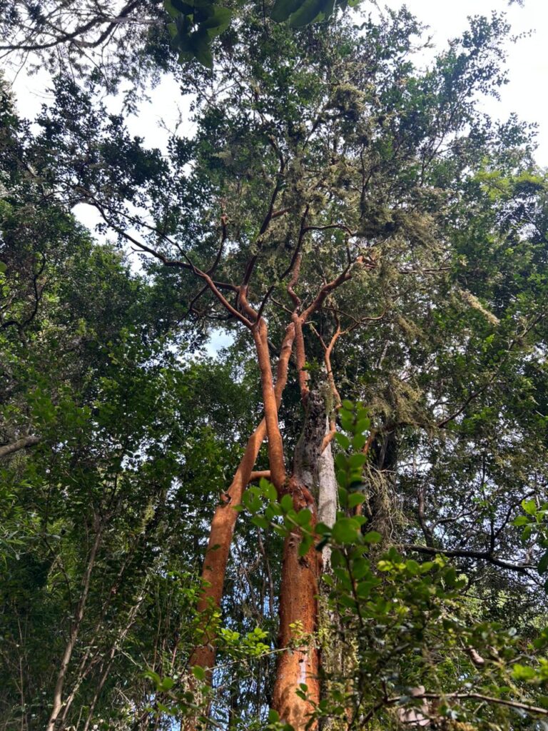 Arrayán (Luma apiculata). Travesía de 11 kilómetros hacia Caleta Huellelhue, Región de Los Lagos. Créditos: ©Proyecto GEF Incentivos para la Conservación y Centro de Pesca Sustentable