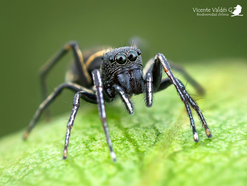Subtipos de arañas saltarinas