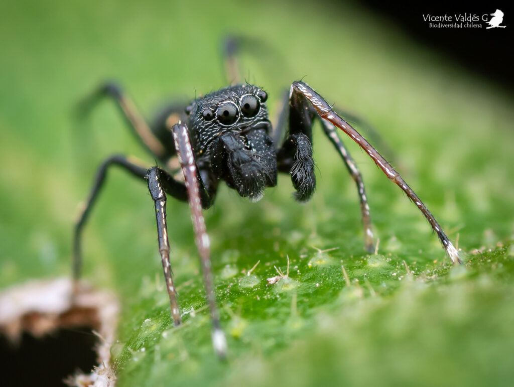 Subtipos de arañas saltarinas