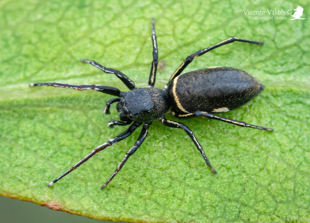 Subtipos de arañas saltarinas