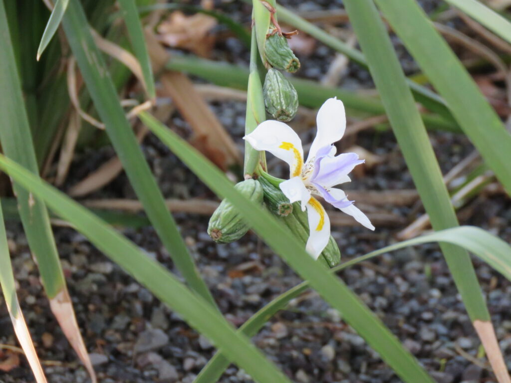 Biodiversidad en nuevas áreas verdes de Plaza Baquedano. Créditos (CC-BY): Jǒzepa Benčina.