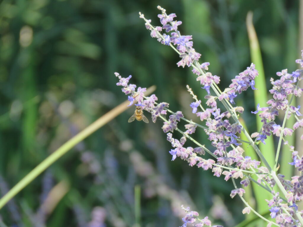 Biodiversidad en nuevas áreas verdes de Plaza Baquedano. Créditos (CC-BY): Jǒzepa Benčina.