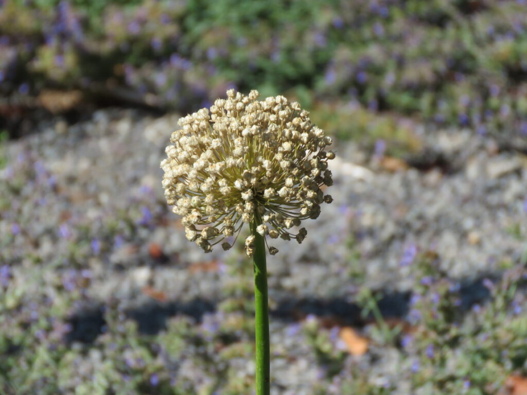 Biodiversidad en nuevas áreas verdes de Plaza Baquedano. Créditos (CC-BY): Jǒzepa Benčina.