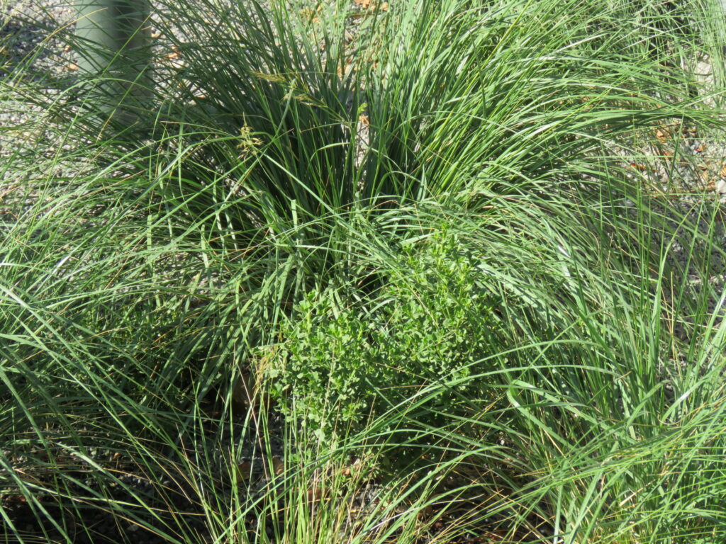 Biodiversidad en nuevas áreas verdes de Plaza Baquedano. Créditos (CC-BY): Jǒzepa Benčina.