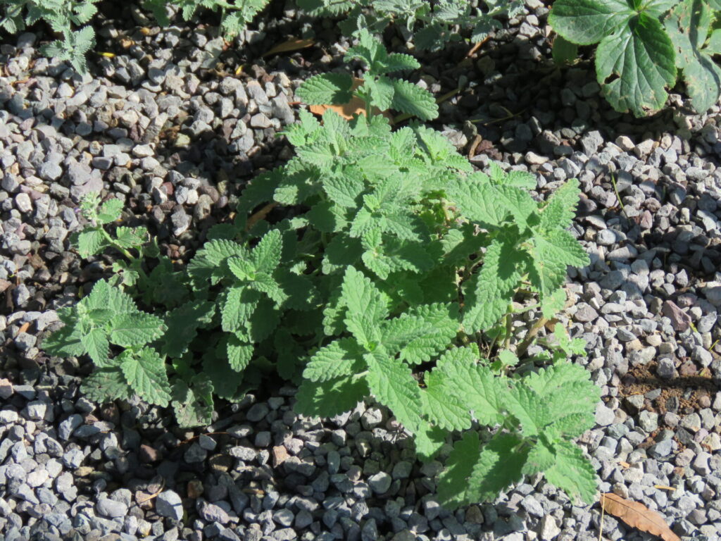 Biodiversidad en nuevas áreas verdes de Plaza Baquedano. Créditos (CC-BY): Jǒzepa Benčina.