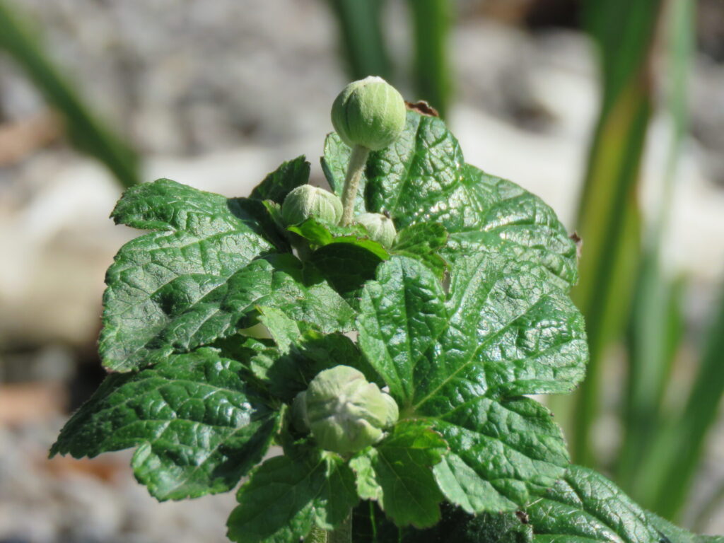 Biodiversidad en nuevas áreas verdes de Plaza Baquedano. Créditos (CC-BY): Jǒzepa Benčina.