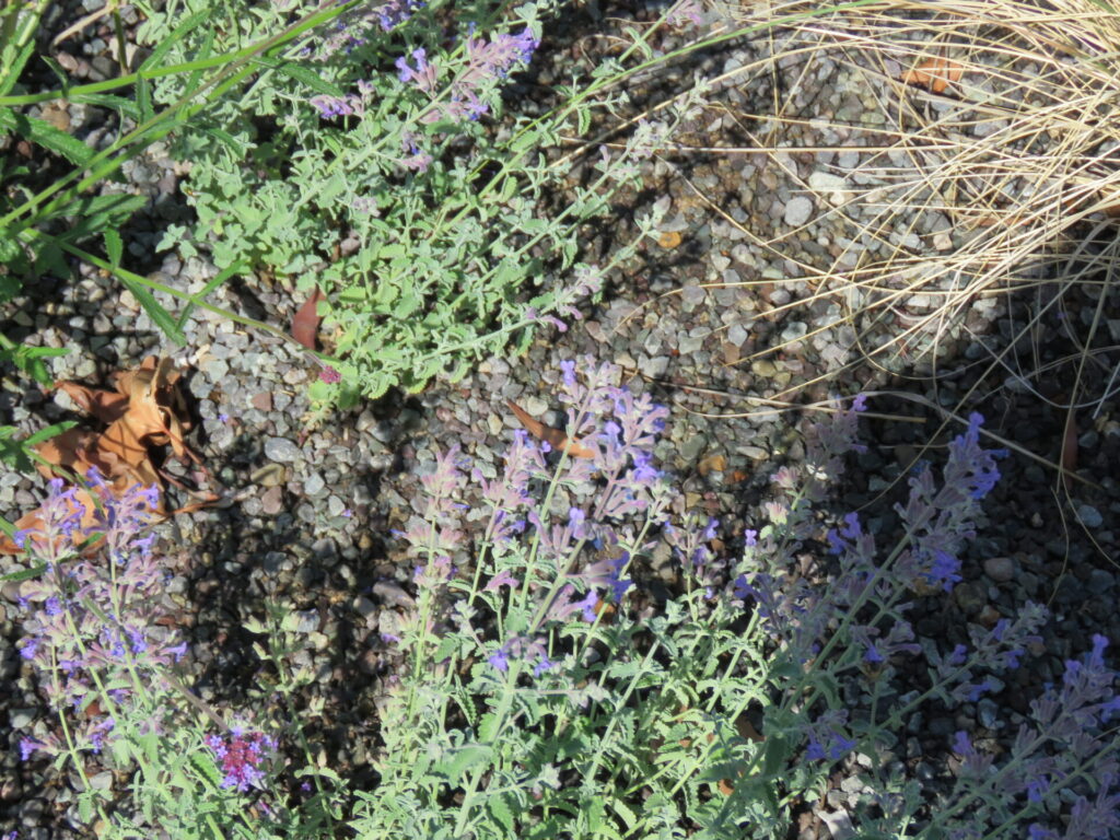 Biodiversidad en nuevas áreas verdes de Plaza Baquedano. Créditos (CC-BY): Jǒzepa Benčina.