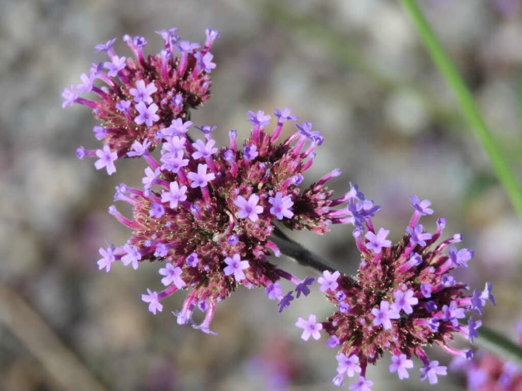 Biodiversidad en nuevas áreas verdes de Plaza Baquedano. Créditos (CC-BY): Jǒzepa Benčina.