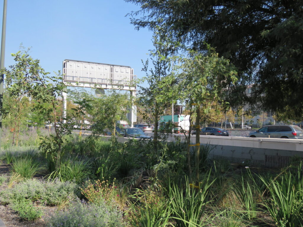 Biodiversidad en nuevas áreas verdes de Plaza Baquedano. Créditos (CC-BY): Jǒzepa Benčina.
