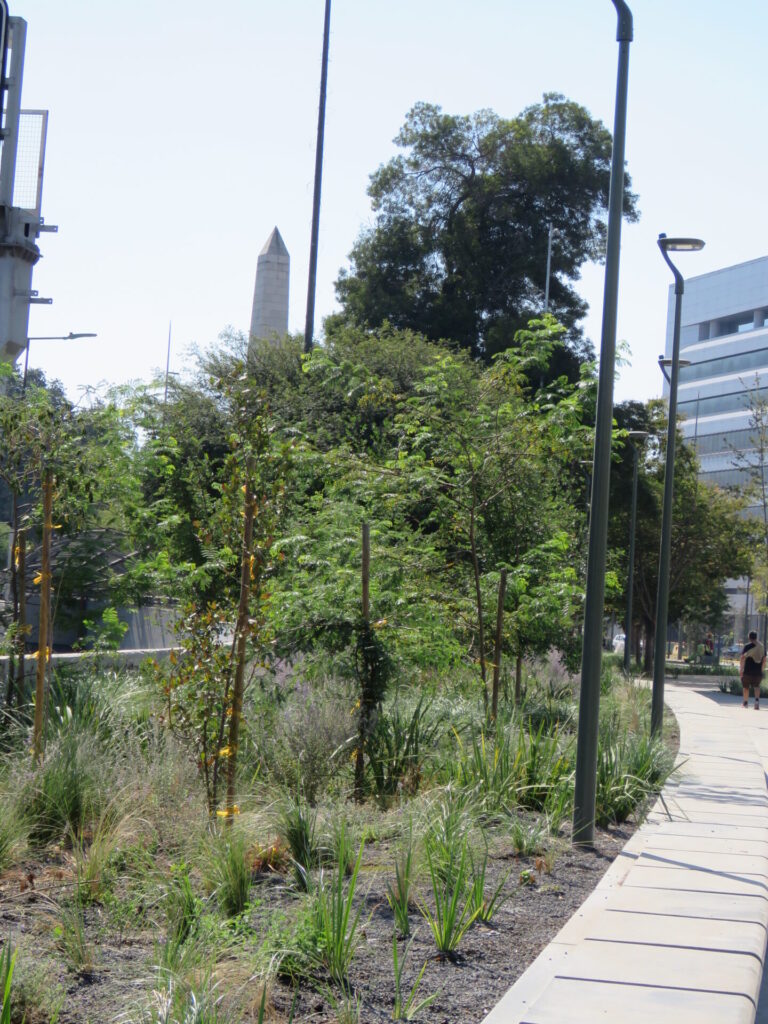 Biodiversidad en nuevas áreas verdes de Plaza Baquedano. Créditos (CC-BY): Jǒzepa Benčina.