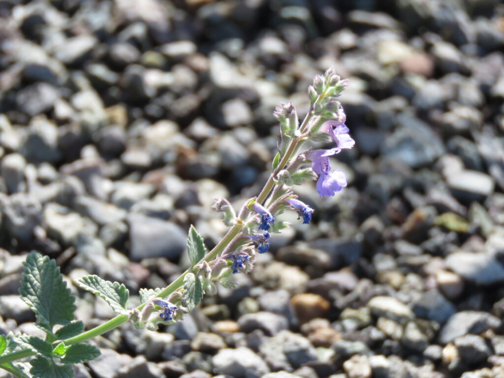 Biodiversidad en nuevas áreas verdes de Plaza Baquedano. Créditos (CC-BY): Jǒzepa Benčina.