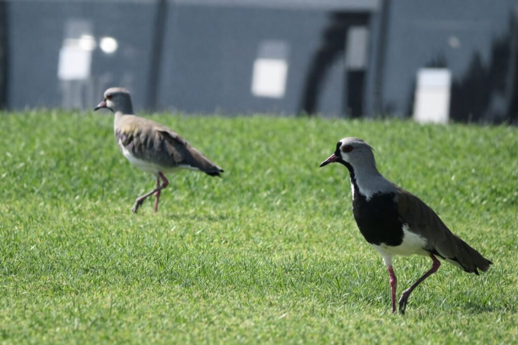 Biodiversidad en nuevas áreas verdes de Plaza Baquedano. Créditos (CC-BY): Jǒzepa Benčina.