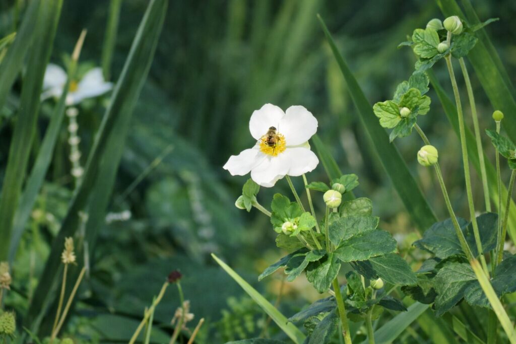 Biodiversidad en nuevas áreas verdes de Plaza Baquedano. Créditos (CC-BY): Jǒzepa Benčina.