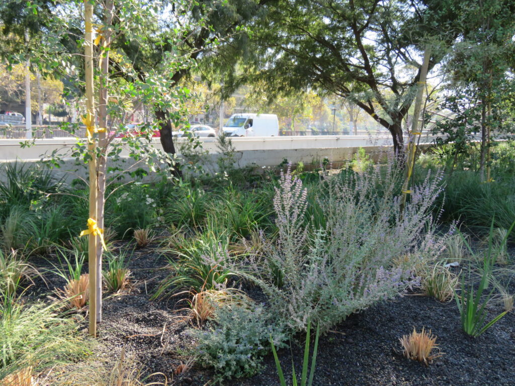 Biodiversidad en nuevas áreas verdes de Plaza Baquedano. Créditos (CC-BY): Jǒzepa Benčina.