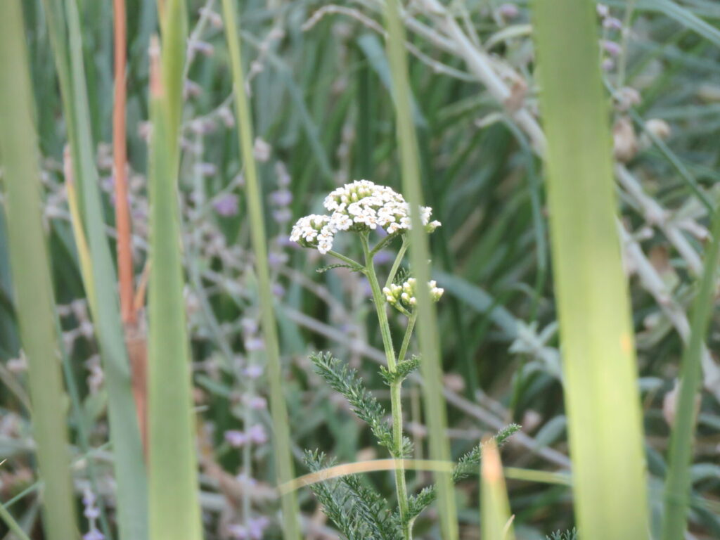 Biodiversidad en nuevas áreas verdes de Plaza Baquedano. Créditos (CC-BY): Jǒzepa Benčina.