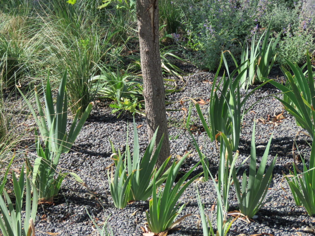 Biodiversidad en nuevas áreas verdes de Plaza Baquedano. Créditos (CC-BY): Jǒzepa Benčina.