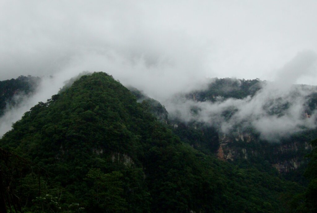 Bosque montano bajo, ubicado entre 800 y 1500 metros de altitud, en Junín, Perú. Foto: cortesía Luis Valenzuela / Arch. Jardín Botánico Missouri-Perú