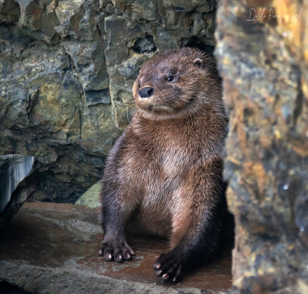 Chungungo en los roqueríos