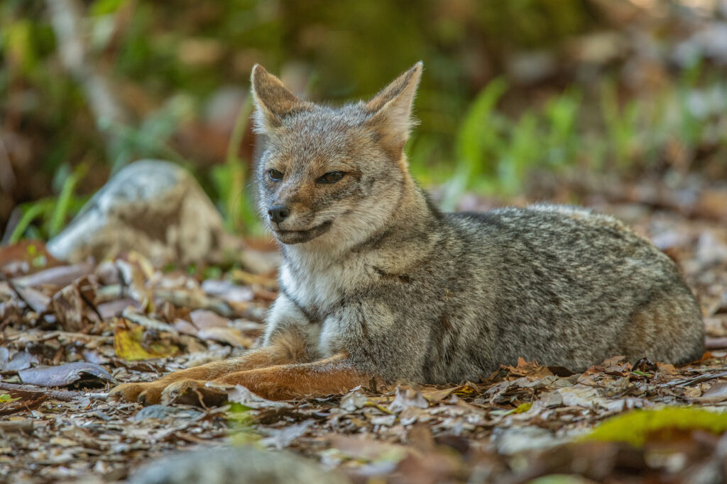 Fauna del Santuario El Cañi.
