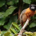 Chichico de manto dorado. Créditos: Humberto Castillo.