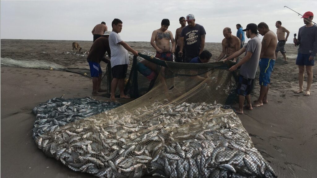 Pesca Chinchorro, foto por Felipe Rubio
