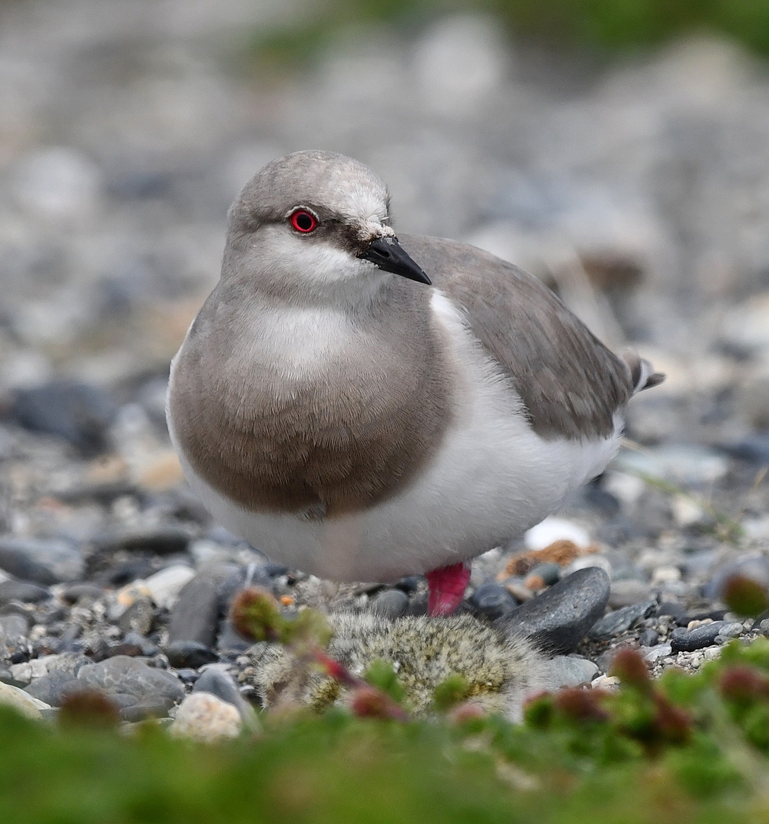 COP15: Convención sobre Especies Migratorias aprueba acciones para la conservación de las aves playeras propuestas por Chile