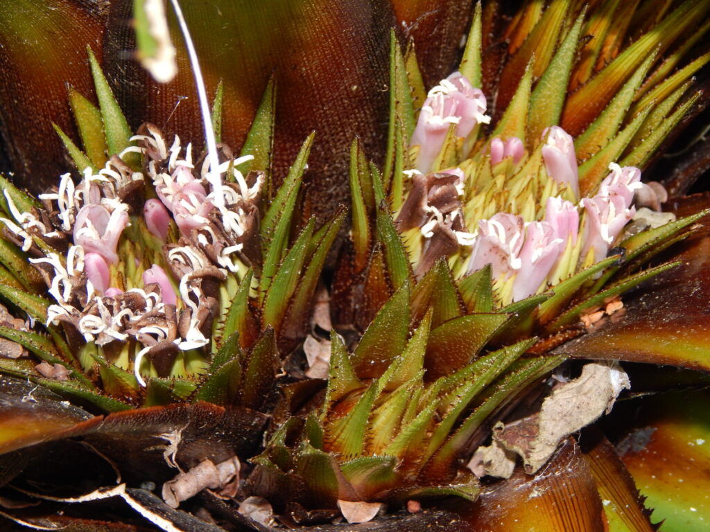Chupón (Greigia sphacelata). Créditos: ©Lucía Abello