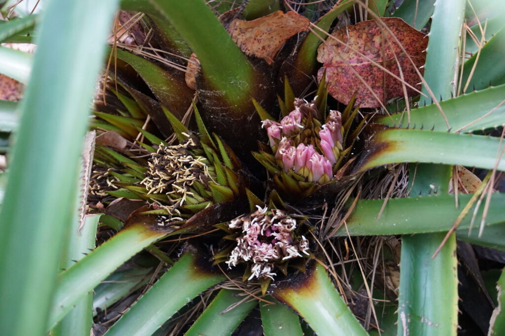 Chupón (Greigia sphacelata). Créditos: © Bernardita Navarrete, algunos derechos reservados (CC-BY-NC) - INaturalist: https://www.inaturalist.org/observations/208632946