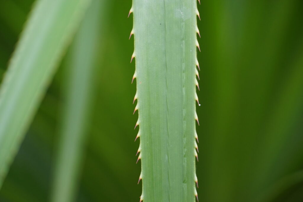 Chupón (Greigia sphacelata). Créditos: © Bernardita Navarrete, algunos derechos reservados (CC-BY-NC) - INaturalist: https://www.inaturalist.org/observations/208632946
