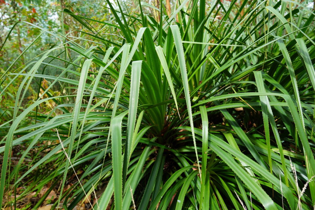 Chupón (Greigia sphacelata). Créditos: © Bernardita Navarrete, algunos derechos reservados (CC-BY-NC) - INaturalist: https://www.inaturalist.org/observations/208632946
