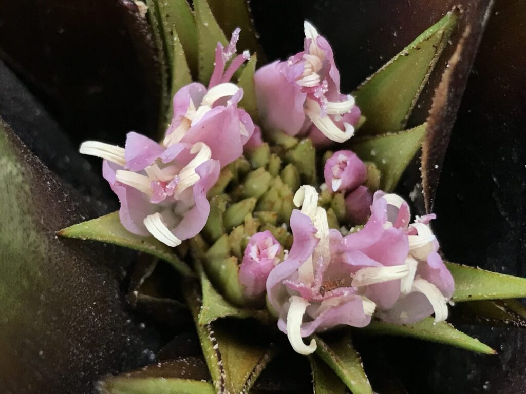 Chupón (Greigia sphacelata) c © Nodora L. Moyano, algunos derechos reservados (CC-BY-NC) - INaturalist: https://www.inaturalist.org/observations/107797102