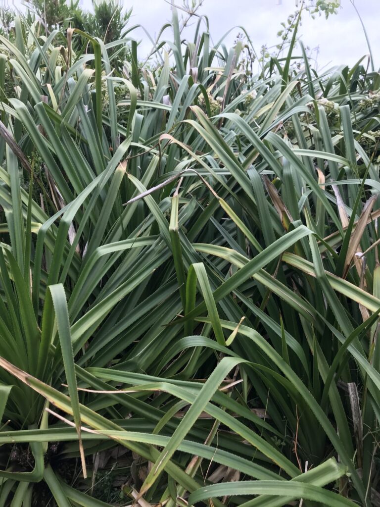 Chupón (Greigia sphacelata) c © Nodora L. Moyano, algunos derechos reservados (CC-BY-NC) - INaturalist: https://www.inaturalist.org/observations/107797102