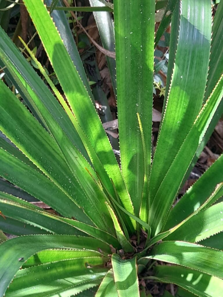 Chupón (Greigia sphacelata). Créditos: © Rolando Díaz Fuentes, no hay derechos reservados (CC0) - INaturalist: https://www.inaturalist.org/observations/135654387