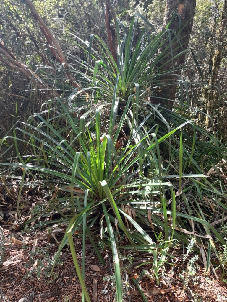 Chupón (Greigia sphacelata). Créditos: © Rolando Díaz Fuentes, no hay derechos reservados (CC0) - INaturalist: https://www.inaturalist.org/observations/135654387