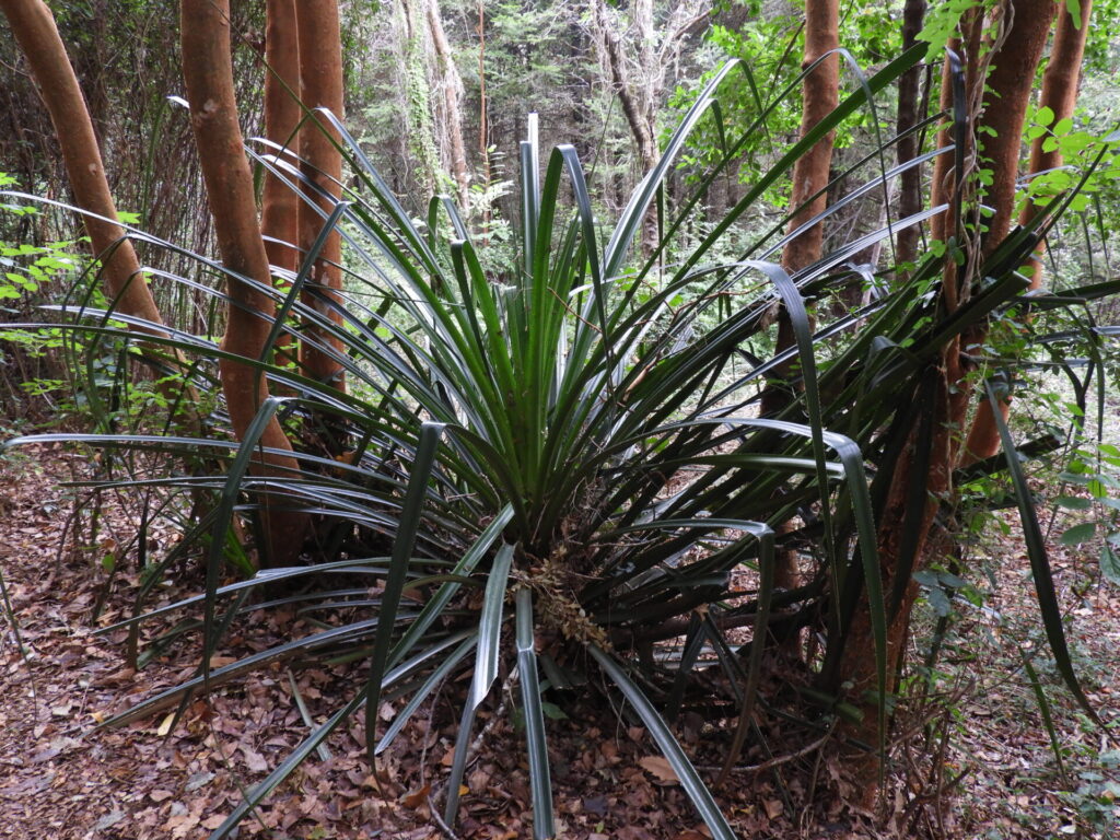 Chupón (Greigia sphacelata). Créditos: ©Lucía Abello