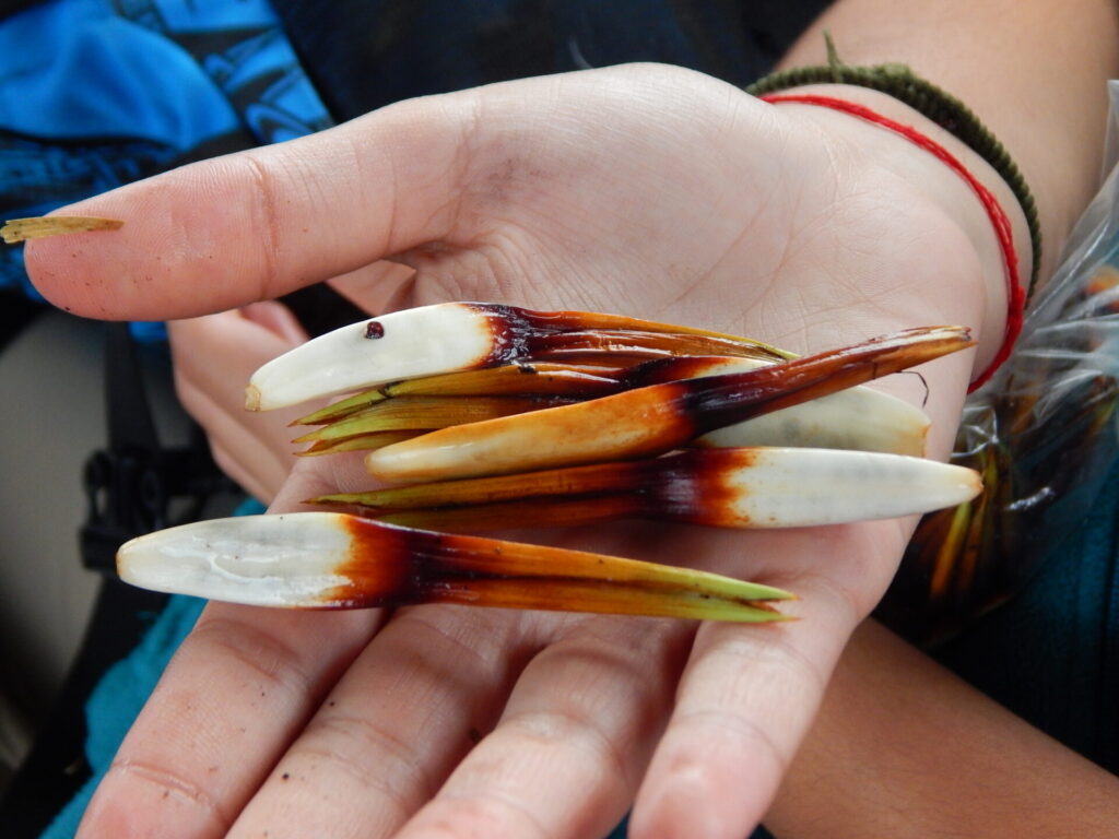 Chupones (Greigia sphacelata) en Quemchi. Créditos: ©Lucía Abello