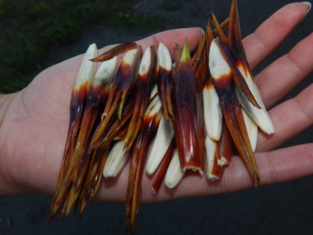 Chupones (Greigia sphacelata) en Quemchi. Créditos: ©Lucía Abello