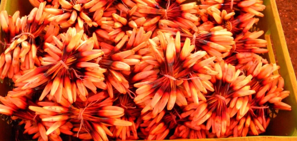 Chupones (Greigia sphacelata) en feria fluvial de Valdivia. Créditos: ©Lucía Abello