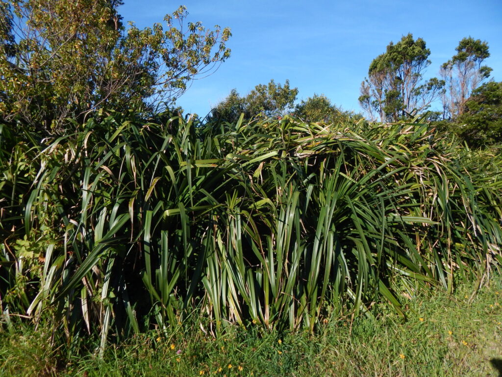 Chupones (Greigia sphacelata) en Quemchi. Créditos: ©Lucía Abello