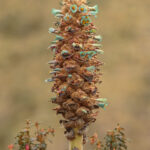 Colacintillo colinegro (Lesbia victoriae). Créditos: Humberto Castillo.