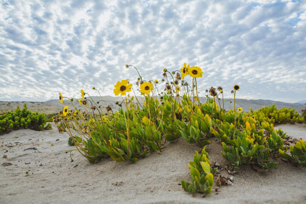 Coronillas de fraile (Encelia canescense) - Desierto Florido 2017. Créditos: ©Amelia Ortúzar @ameliaortuzarfotografia