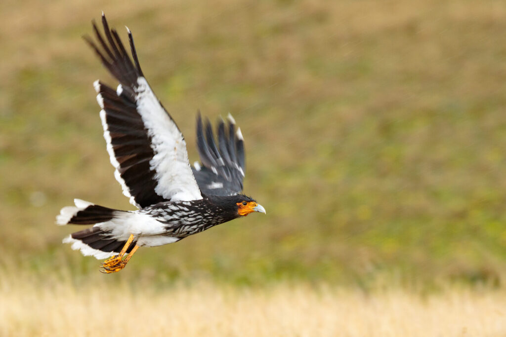 Curiquingue (Phalcoboenus carunculatus). Créditos: Humberto Castillo.