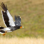 Curiquingue (Phalcoboenus carunculatus). Créditos: Humberto Castillo.