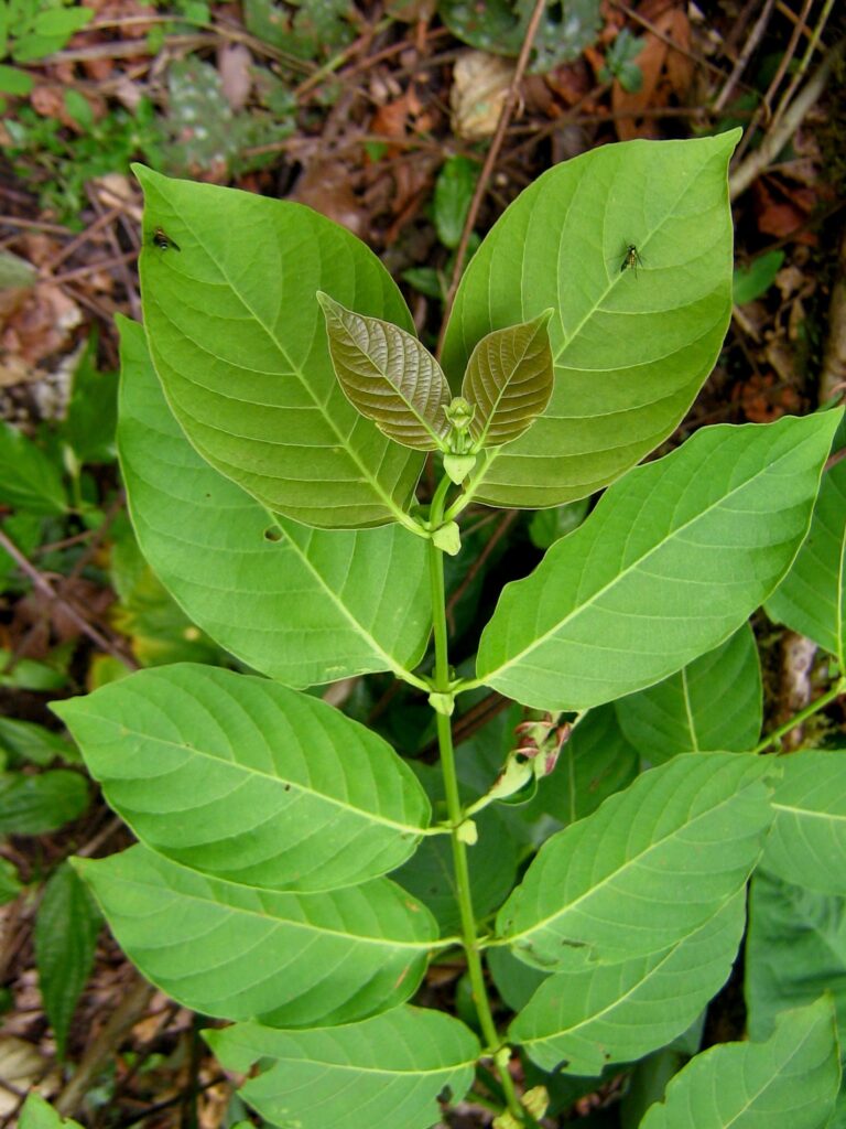 Uncaria tomentosa. Foto: cortesía Luis Valenzuela / Arch. Jardín Botánico Missouri-Perú.