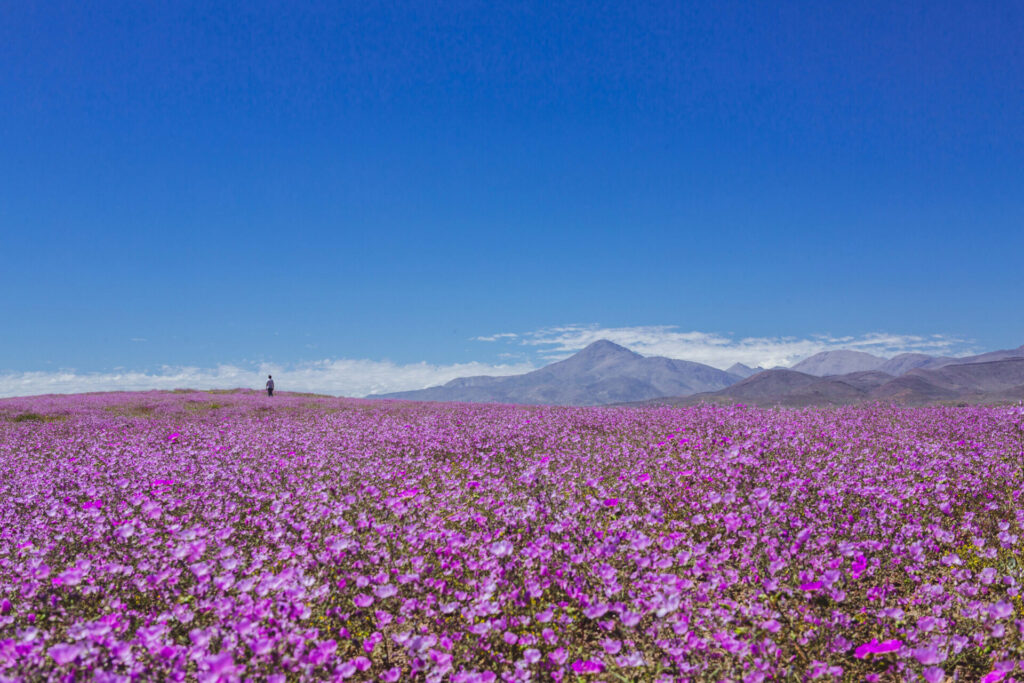 Desierto Florido 2017. Créditos: ©Amelia Ortúzar