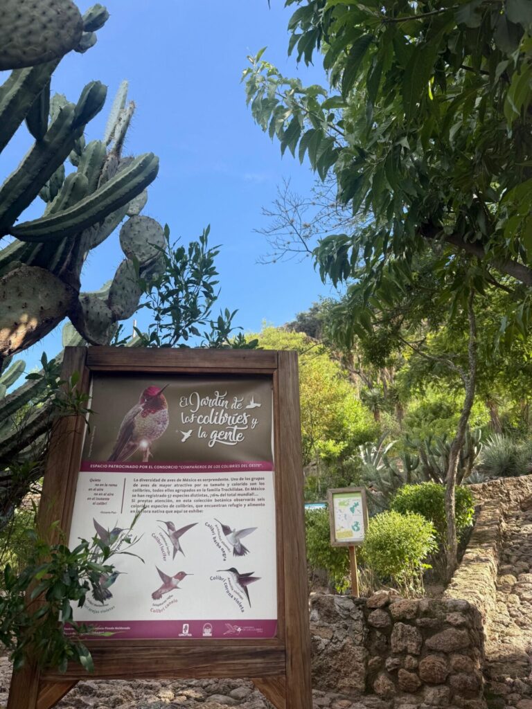 El “Jardín de los colibríes y la gente” se convirtió en un punto estratégico de observación y conservación de polinizadores. Foto: cortesía Jardín Botánico Regional de Cadereyta.