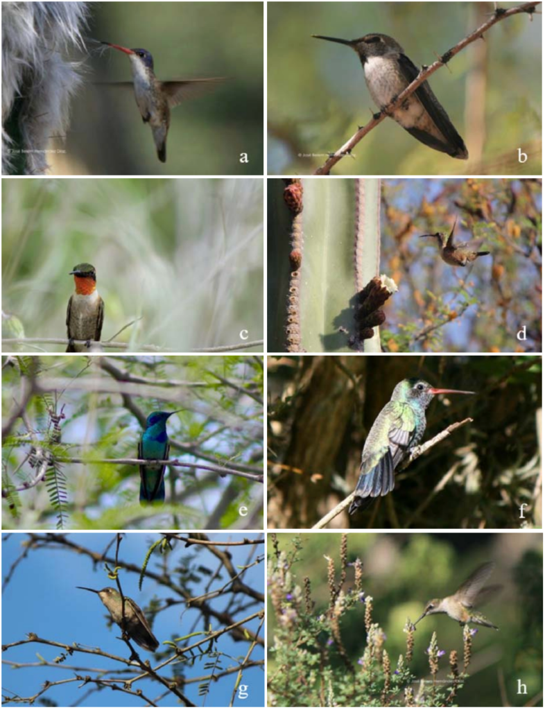 Especies de colibríes observadas en el Jardín Botánico Regional de Cadereyta. Fotos: Cortesía J. Belém Hernández, Ricardo A.T. y Luis Rodríguez Castillo.