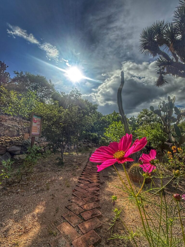 Jardín Botánico Regional de Cadereyta cultiva el orégano queretano en alta densidad. Foto: cortesía Jardín Botánico Regional de Cadereyta.