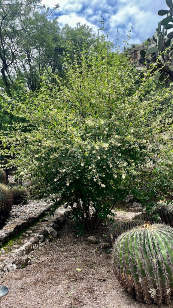 El orégano queretano, un arbusto del semidesierto mexicano, protege ecosistemas y polinizadores, aporta medicina tradicional y a la gastronomía mexicana. Foto: cortesía Jardín Botánico Regional de Cadereyta.